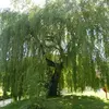 **Usage médicinal** : Les arbres ont toujours été une source de remèdes naturels.