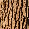 L’écorce de saule, par exemple, contient un composé similaire à l’acide salicylique, précurseur de l’aspirine.