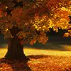 Les **arbres des zones tempérées**, tels que les chênes, hêtres et érables, se développent dans les régions aux saisons marquées.