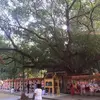En Inde, le figuier sacré (Ficus religiosa) est vénéré pour son lien avec Bouddha, qui a atteint l'illumination sous cet arbre.