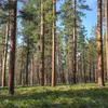 Les forêts tempérées présentent une alternance entre des arbres à feuilles caduques, qui perdent leurs feuilles en hiver, et des arbres à feuilles persistantes, comme certains conifères.