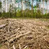 Elle se produit lorsque des forêts sont détruites pour faire place à des terres agricoles, des pâturages ou des zones urbaines.