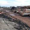 La déforestation est particulièrement grave dans les forêts tropicales, comme l'Amazonie, où des milliers d'hectares sont abattus chaque jour pour l’élevage bovin, la culture du soja, ou encore l’exploitation minière.