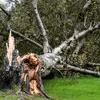Les arbres sont sensibles aux variations de température, aux sécheresses, aux tempêtes et aux incendies, dont la fréquence et l’intensité augmentent en raison du réchauffement global.