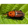 Par exemple, le charançon rouge attaque les palmiers, tandis que le scolyte du pin ravage les forêts de conifères.