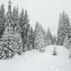 Les **arbres des zones boréales** (forêts boréales, ou taïgas) sont dominées par des conifères tels que les pins, sapins et épicéas.