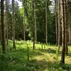 **Reforestation et afforestation** : La reforestation consiste à replanter des arbres sur des terres qui ont été déboisées.