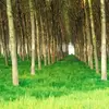 L'afforestation, quant à elle, concerne la plantation d'arbres dans des zones qui n'étaient pas historiquement forestières.