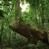 **Protection des forêts primaires** : Les forêts primaires, qui n’ont jamais été exploitées ou altérées par l’homme, sont des réservoirs irremplaçables de biodiversité.