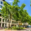 En milieu urbain, les arbres jouent un rôle essentiel dans la création d’un environnement sain pour les habitants.