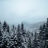Ces arbres sont adaptés aux climats **froids**.