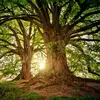 Les arbres sont des plantes **ligneuses, vivaces**, généralement définies par un tronc unique et des branches qui soutiennent un feuillage.