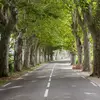 **Arboriculture urbaine** : La plantation et la gestion des arbres en ville, aussi appelée arboriculture urbaine, est un domaine en expansion.
