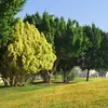 Les arbres urbains aident à réduire la température, à améliorer la qualité de l’air en filtrant les polluants et à offrir des espaces verts qui améliorent le bien-être des citoyens.