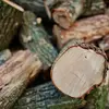 Le bois est formé par la **lignine**, une biomolécule qui renforce les cellules végétales.