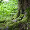 Contrairement aux plantes annuelles (qui vivent un an) ou bisannuelles (qui vivent deux ans), les vivaces peuvent vivre et repousser chaque année grâce à des racines, des tiges souterraines ou des organes de réserve, malgré les conditions hivernales.