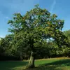 En plus de leurs zones climatiques, les arbres peuvent être influencés par des facteurs environnementaux locaux.