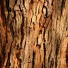 Les arbres peuvent être identifiés par plusieurs de leurs caractéristiques physiques, notamment leur **silhouette**, leur **écorce**, leurs **feuilles** et leurs **fruits**.