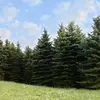 Chaque espèce d’arbre possède une forme générale reconnaissable, que l’on appelle sa **silhouette**.