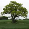 Certains arbres, comme les pins, ont une silhouette élancée avec un tronc droit, tandis que d’autres, comme le chêne, possèdent une silhouette large et ramifiée.