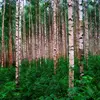 La taille maximale et la forme de l’arbre peuvent aussi servir à l’identification, bien qu'elles varient selon l’âge de l’arbre.