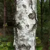 L’**écorce** peut être un bon indicateur pour identifier les arbres.