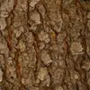 Elle change d'apparence avec l'âge de l'arbre.