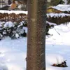Par exemple, les jeunes arbres ont souvent une écorce **lisse**, qui devient plus **rugueuse ou crevassée** avec le temps.
