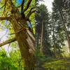 Dans le cadre de la classification botanique, les arbres se répartissent principalement en deux groupes : les **angiospermes** et les **gymnospermes**.