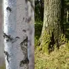 Des espèces comme le **bouleau verruqueux** sont immédiatement reconnaissables à leur écorce blanche et fine, tandis que d’autres, comme le **chêne**, présentent une écorce profondément fissurée.