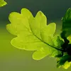 La forme, la disposition et la texture des **feuilles** sont également des critères d'identification importants.