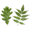 Les feuilles peuvent être **simples** (comme celles du chêne) ou **composées** (comme celles du frêne).
