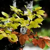 La disposition des feuilles sur les branches : **alternes ou opposées**, est également un critère d'identification.