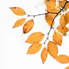 Le dessous des feuilles, la présence de **duvet** ou la couleur des **nervures** fournissent aussi des informations utiles pour identifier une espèce.
