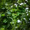 Les **fruits** sont souvent caractéristiques des espèces d'arbres.