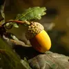 Bien que certains arbres aient une floraison discrète, leurs fruits, comme les glands du chêne ou les pommes du pommier, sont des indicateurs précieux pour l'identification.