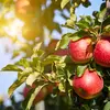 Toutefois, les fruits ne sont présents qu’à certaines périodes de l’année.