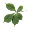 Certaines espèces, comme le marronnier, possèdent des feuilles **composées**, divisées en plusieurs folioles.