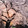 Les **angiospermes** sont les arbres à fleurs, qui produisent des graines enfermées dans des fruits.