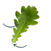 Le **pétiole** est la petite tige qui relie la feuille à la branche, tandis que les **nervures** permettent la circulation de la sève dans la feuille.