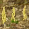 Certaines espèces, comme le chêne, produisent des **chatons**, petites fleurs allongées et pendantes sans pétales, caractéristiques des arbres comme le hêtre ou le noisetier.