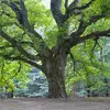 Un arbre est constitué de plusieurs parties distinctes, chacune jouant un rôle essentiel dans sa croissance, son développement et sa survie.