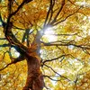 Les principales parties de l'arbre sont les **racines**, le **tronc**, les **branches**, les **feuilles** et parfois les **fleurs** ou les **cônes**.
