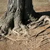 Les **racines** ancrent l'arbre dans le sol et absorbent l'eau et les nutriments essentiels à sa croissance.