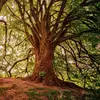 Le **tronc** soutient l'arbre et transporte les nutriments entre les racines et les feuilles.