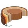 **L'écorce** : La couche protectrice externe, qui protège l’arbre des blessures et des parasites.