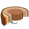 **Le phloème** : Il transporte les sucres produits par la photosynthèse des feuilles vers le reste de l’arbre.