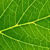 Les **feuilles** sont l'organe principal de la **photosynthèse**, où se produit la transformation du dioxyde de carbone et de l’eau en glucose et oxygène.