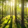 Les arbres connaissent deux phases principales de croissance : la croissance **primaire** et la croissance **secondaire**.
