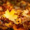 Les angiospermes se distinguent par leurs feuilles larges et leur reproduction sexuée via les fleurs.